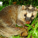 Illustration for article titled Monday Mustelid - Melogale personata Edition